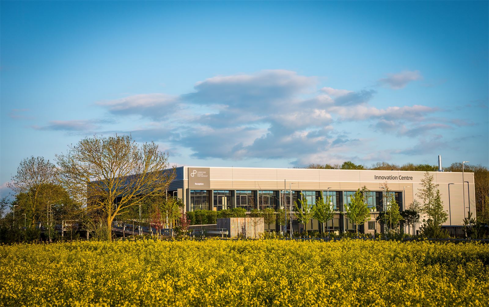 cowdray-s-maize-maze-sunflower-picking-patch-cowdray-estate-midhurst